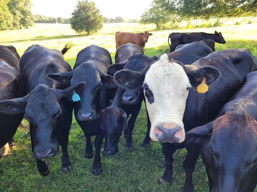 Boggs Cattle Farm - Quality Local Beef